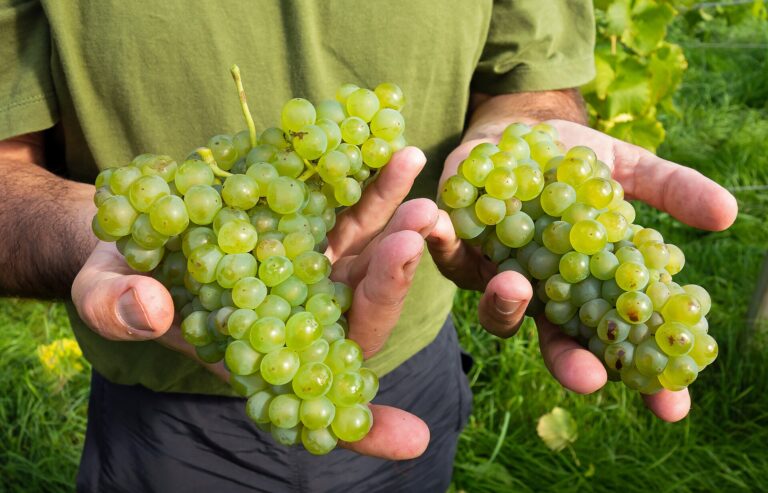 Wine Trail & Cideries