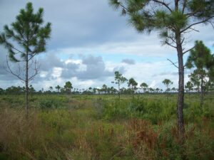 St. Lucie River & Savannas Preserve