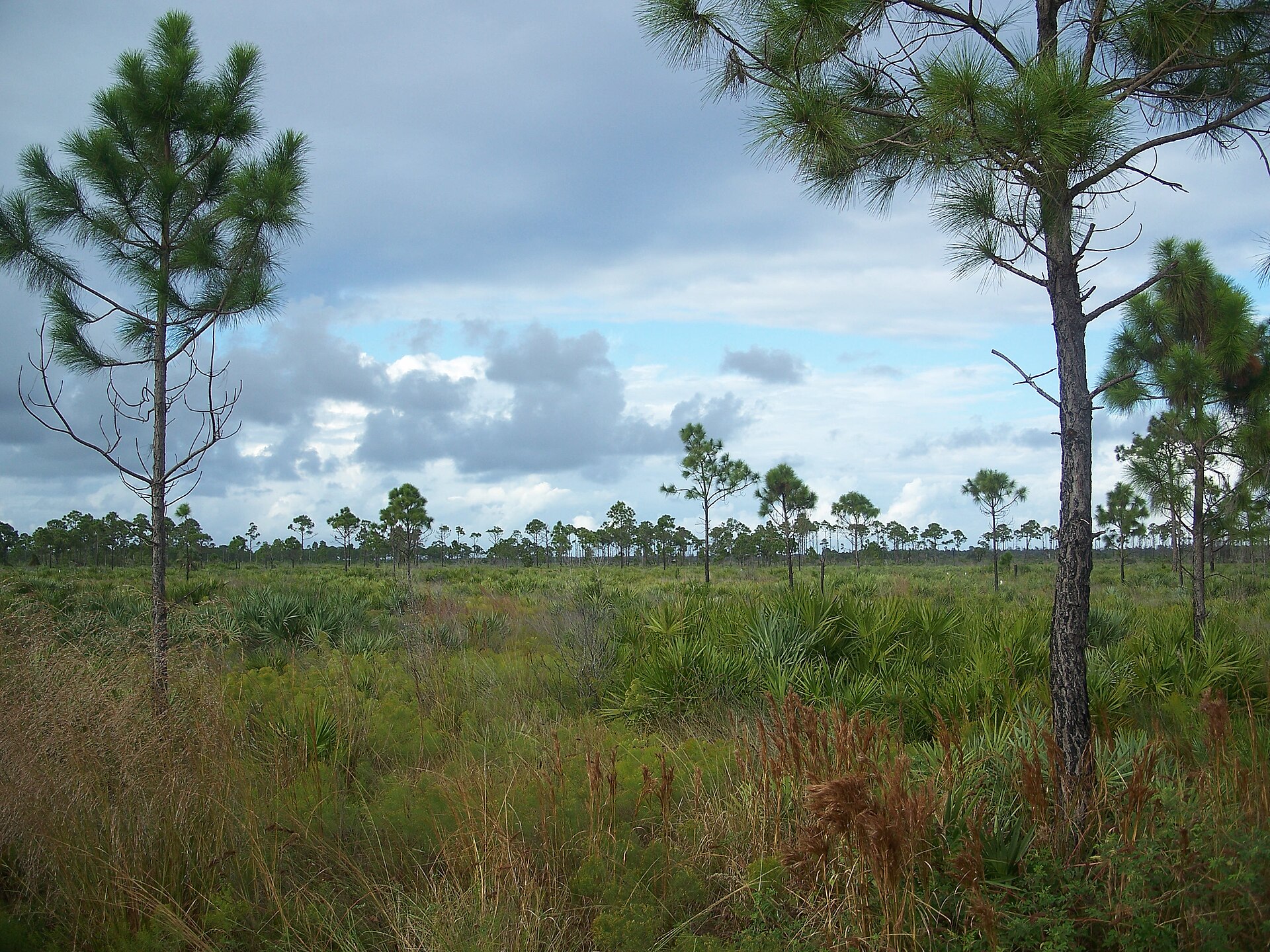 St. Lucie River & Savannas Preserve